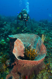 Giant Barrel Sponge Giant Barrel Sponge, South Water Caye Marine Reserve, Belize Belize,Giant Barrel Sponge,Giant barrel sponge,South Water Caye Marine Reserve,Sponge,Xestospongia muta