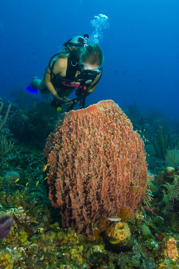 Giant Barrel Sponge Giant Barrel Sponge, South Water Caye Marine Reserve, Belize Belize,Giant Barrel Sponge,Giant barrel sponge,South Water Caye Marine Reserve,Sponge,Xestospongia muta