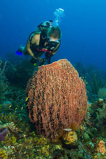 Giant Barrel Sponge Giant Barrel Sponge, South Water Caye Marine Reserve, Belize Belize,Giant Barrel Sponge,Giant barrel sponge,South Water Caye Marine Reserve,Sponge,Xestospongia muta