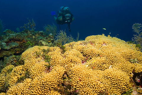 Finger Coral Finger Coral, South Water Caye Marine Reserve, Belize Finger coral,Porites compressa,South Water Caye Marine Reserve,Sponge,belize