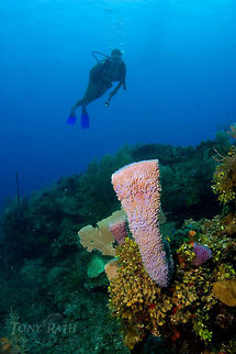 Vase Sponge Vase Sponge, South Water Caye Marine Reserve, Belize Azure vase sponge,Belize,Callyspongia plicifera,South Water Caye Marine Reserve,Sponge,Vase Sponge