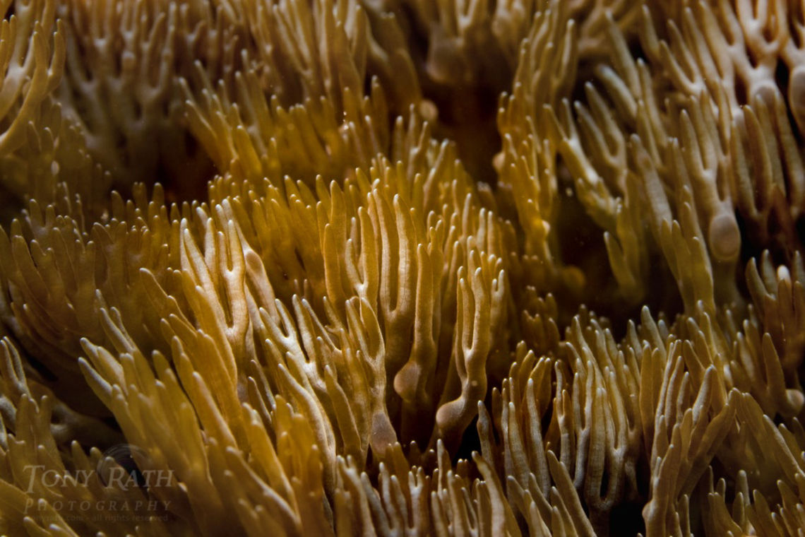 Branching Anemone Branching Anemone, South Water Caye Marine Reserve, Belize Anemone,Belize,South Water Caye Marine Reserve