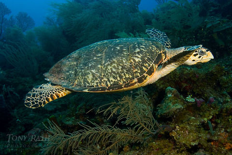 Hawks Bill Turtle Hawksbill Turtle, South Water Caye Marine Reserve, Belize Belize,Hawksbill Turtle,South Water Caye Marine Reserve,Turtle