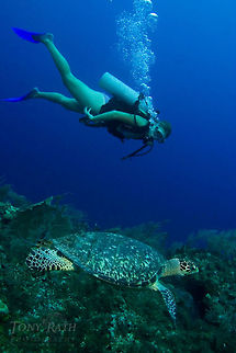 Hawks Bill Turtle Hawksbill Turtle, South Water Caye Marine Reserve, Belize Belize,Hawksbill Turtle,South Water Caye Marine Reserve,Turtle