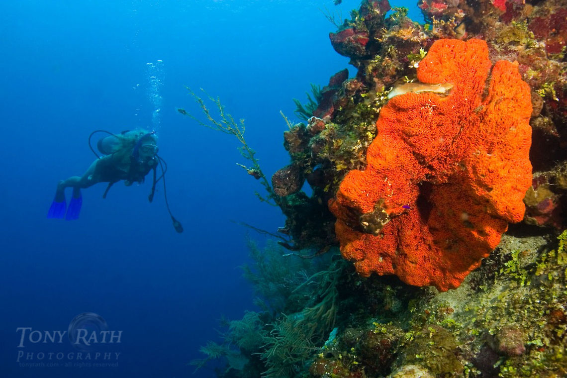 Orange Elephant Ear Sponge Orange Elephant Ear Sponge Agelas clathrodes,Orange Elephant Ear Sponge,Sponge