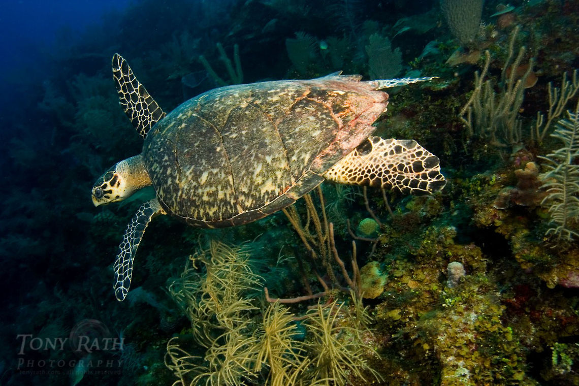 Hawks Bill Turtle Hawksbill Turtle, South Water Caye Marine Reserve, Belize Belize,Hawksbill Turtle,South Water Caye Marine Reserve,Turtle