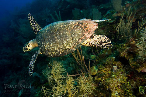 Hawks Bill Turtle Hawksbill Turtle, South Water Caye Marine Reserve, Belize Belize,Hawksbill Turtle,South Water Caye Marine Reserve,Turtle