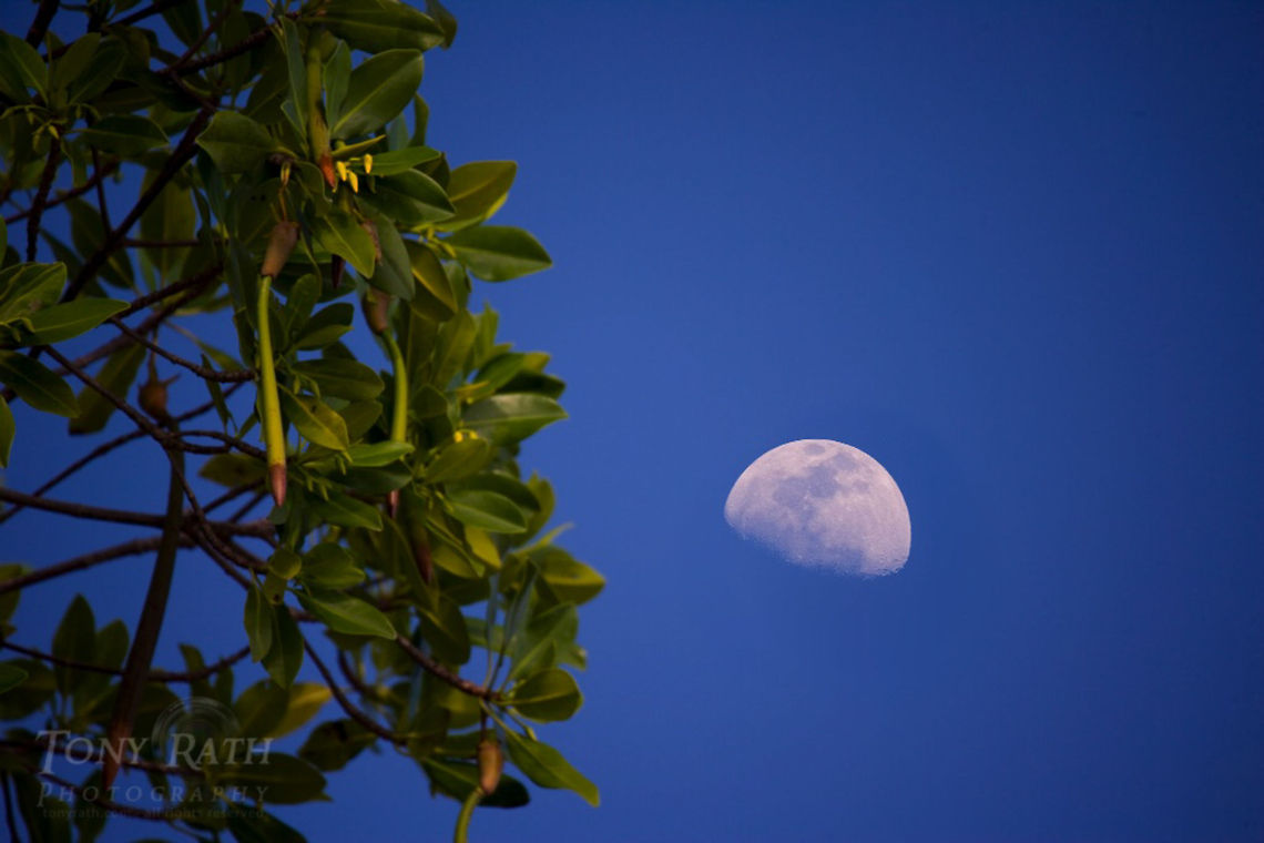 Red mangrove Red Mangrove Seed, Belize Belize,Mangrove,Red Mangrove Seed