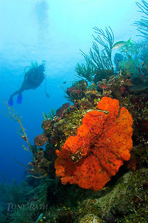 Orange Elephant Ear Sponge Orange Elephant Ear Sponge Agelas clathrodes,Orange Elephant Ear Sponge,Sponge