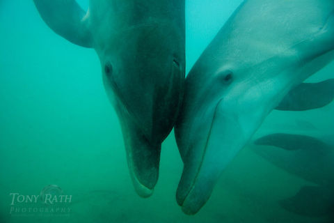 Bottle nose dolphins Bottle nose dolphins, Belize Barrier Reef, Belize Belize,Belize Barrier Reef,bottle-nose dolphin,dolphins