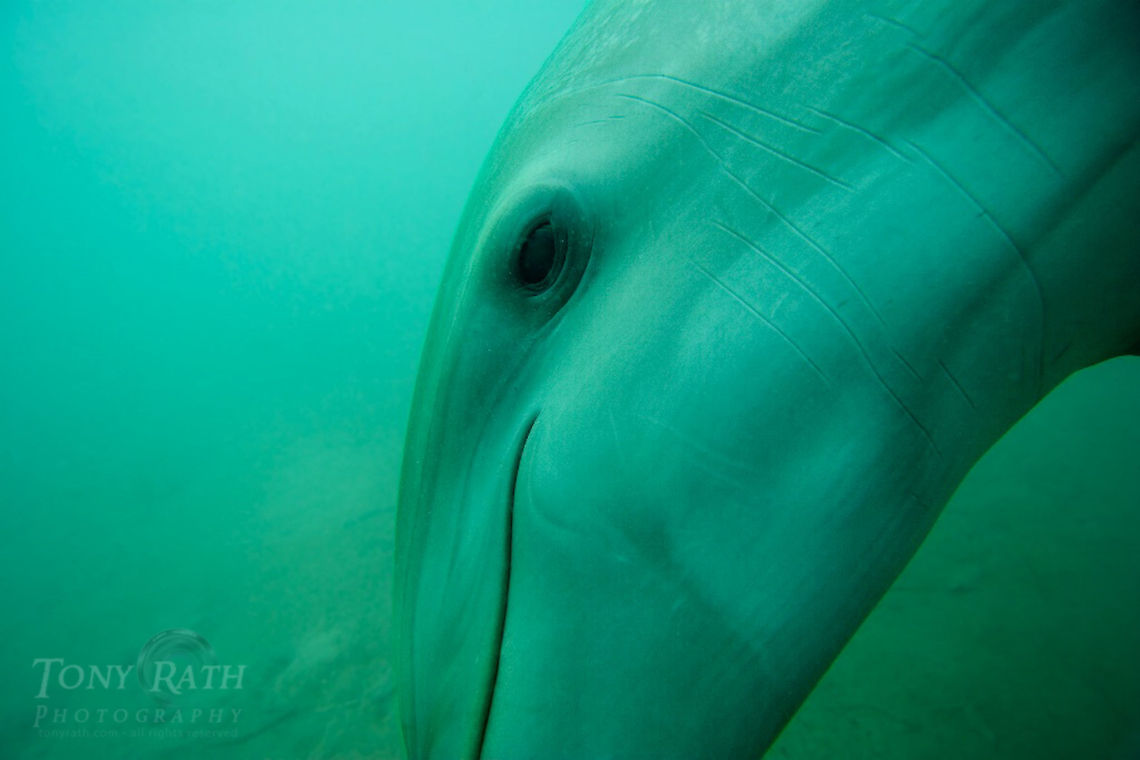 Bottle nose dolphins Bottle nose dolphins, Belize Barrier Reef, Belize Belize,Belize Barrier Reef,bottle-nose dolphin,dolphins