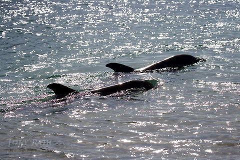 Bottle nose dolphins Bottle nosed dolphins, Belize Belize,Belize Barrier Reef,bottle-nose dolphin,dolphins
