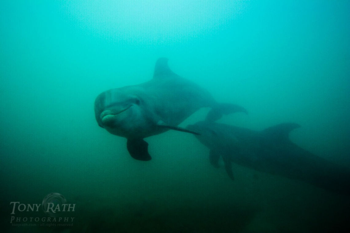 Bottle nose dolphins Bottle nose dolphins, Belize Barrier Reef, Belize Belize,Belize Barrier Reef,bottle-nose dolphin,dolphins