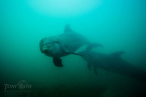 Bottle nose dolphins Bottle nose dolphins, Belize Barrier Reef, Belize Belize,Belize Barrier Reef,bottle-nose dolphin,dolphins