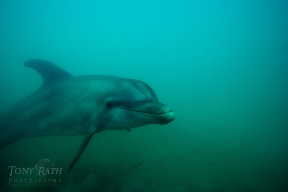 Bottle nose dolphins Bottle nose dolphins, Belize Barrier Reef, Belize Belize,Belize Barrier Reef,bottle-nose dolphin,dolphins