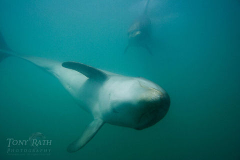 Bottle nose dolphins Bottle nose dolphins, Belize Barrier Reef, Belize Belize,Belize Barrier Reef,bottle-nose dolphin,dolphins
