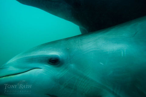Bottle nose dolphins Bottle nose dolphins, Belize Barrier Reef, Belize Belize,Belize Barrier Reef,bottle-nose dolphin,dolphins