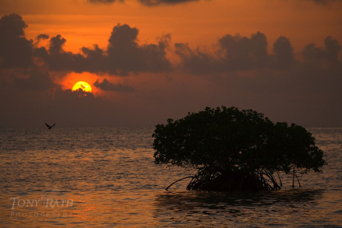 Red Mangrove Red Mangrove, Belize Landscapes,Mangrove,belize