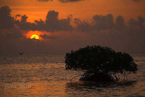 Red Mangrove Red Mangrove, Belize Landscapes,Mangrove,belize