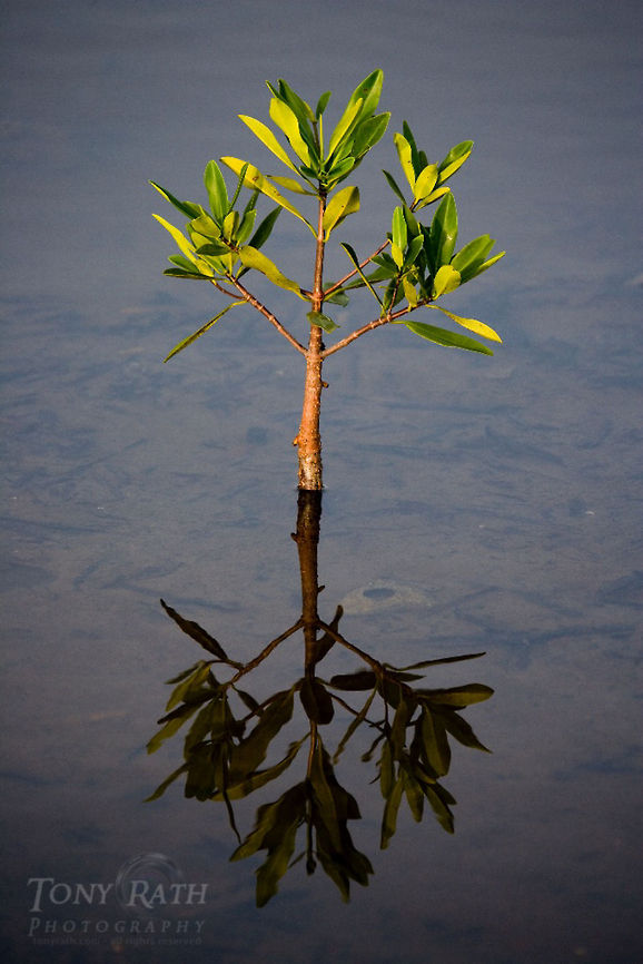 Red Mangrove Red Mangrove, Belize Belize,Mangrove,Red Mangrove