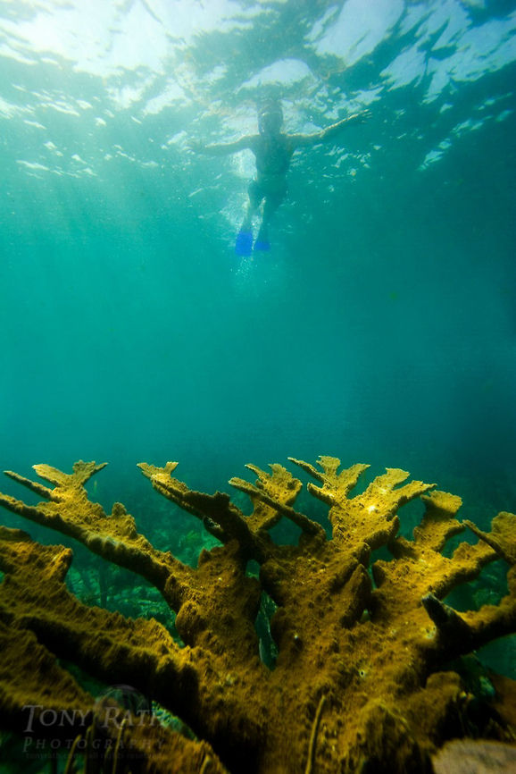 Elkhorn Coral Elkhorn Coral, Belize Acropora palmata,Belize,Elkhorn Coral,coral,coral reef