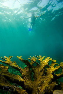 Elkhorn Coral Elkhorn Coral, Belize Acropora palmata,Belize,Elkhorn Coral,coral,coral reef