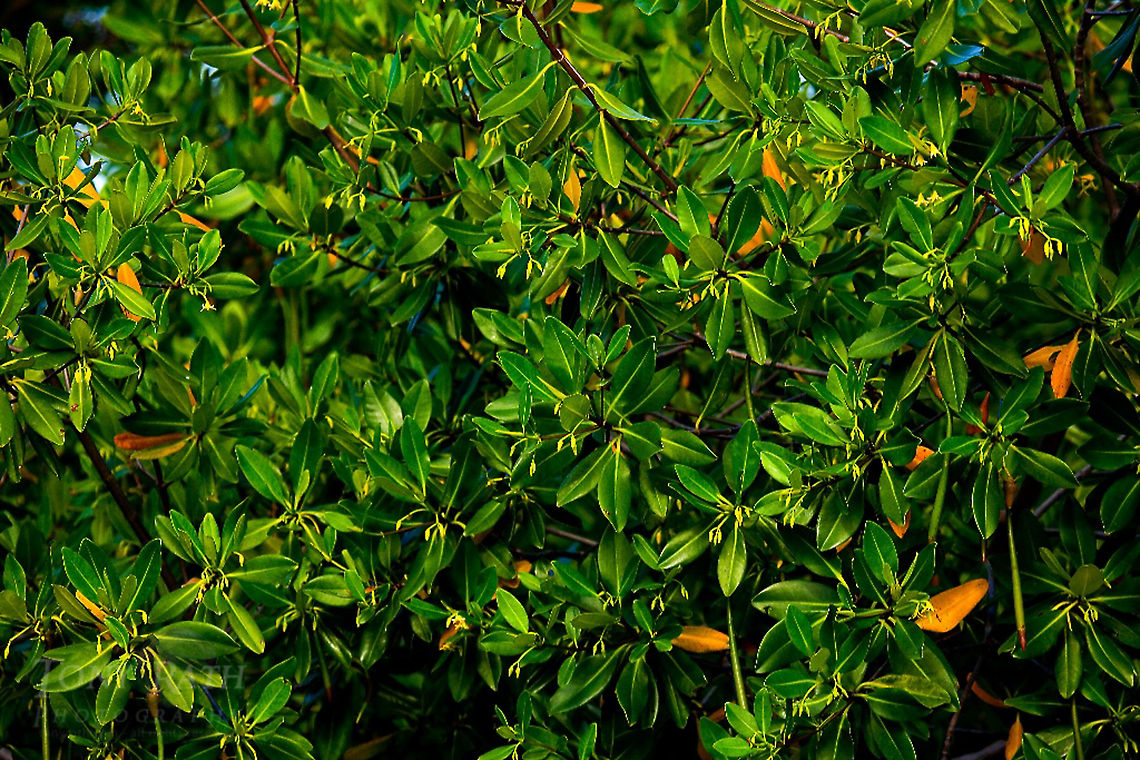 Red Mangrove Red Mangrove, Belize Mangrove,Red Mangrove,belize
