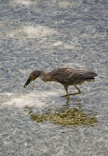 Female Night Heron Female Night Heron, South Water Caye, Belize Belize,Birds,Female Night Heron,Night Heron,South Water Caye