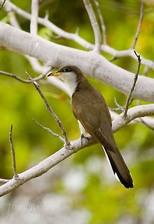 Yellow billed Cuckoo Yellow billed Cuckoo, South Water Caye, Belize Belize,Birds,South Water Caye,Yellow billed Cuckoo