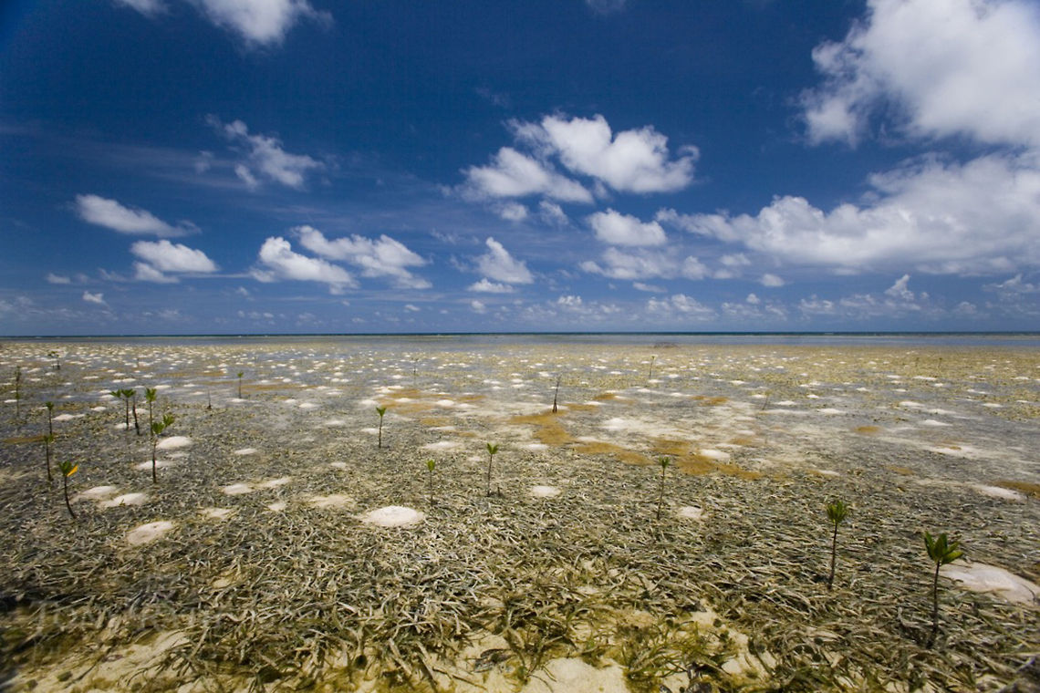 Reef Flat Habitat Reef Flat Habitat, Belize Barrier Reef, Belize Belize