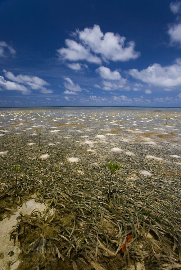 Reef Flat Habitat Reef Flat Habitat, Belize Barrier Reef, Belize Belize,Belize Barrier Reef,Geotagged,Landscapes,Reef Flat Habitat