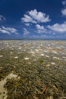 Reef Flat Habitat Reef Flat Habitat, Belize Barrier Reef, Belize Belize,Belize Barrier Reef,Geotagged,Landscapes,Reef Flat Habitat