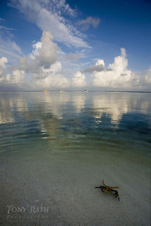Sargassum Swimming Crab Sargassum Swimming Crab, South Water Caye, Belize Belize,Crabs,Geotagged,Sargassum Swimming Crab,South Water Caye