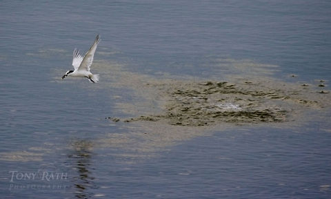 Tern Tern Feeding, Dangriga, Belize Belize,Birds,Dangriga,Geotagged,Sandwich tern,Thalasseus sandvicensis,tern