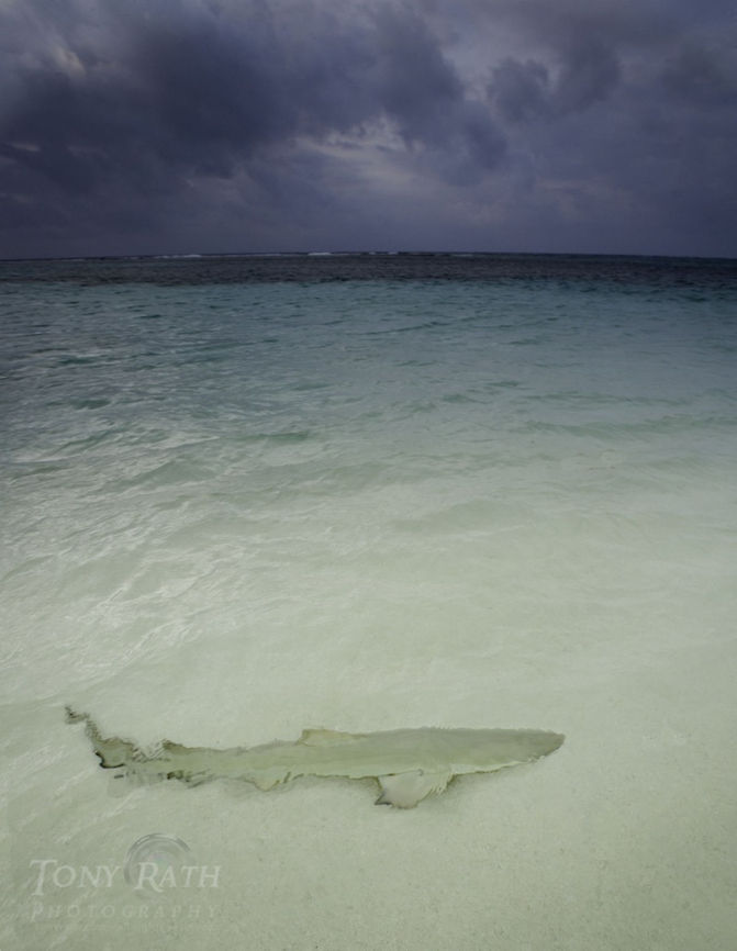 Reef Shark Reef Shark, South Water Caye, Belize Belize,Carcharhinus perezii,Caribbean reef shark,Fish,Geotagged,Reef Shark,South Water Caye