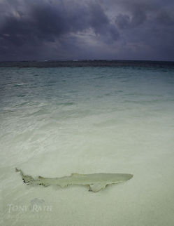 Reef Shark Reef Shark, South Water Caye, Belize Belize,Carcharhinus perezii,Caribbean reef shark,Fish,Geotagged,Reef Shark,South Water Caye