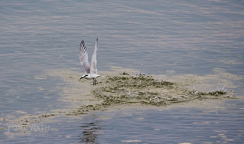 Tern Tern feeding, Dangriga, Belize Belize,Birds,Dangriga,Geotagged,Sandwich tern,Tern,Thalasseus sandvicensis