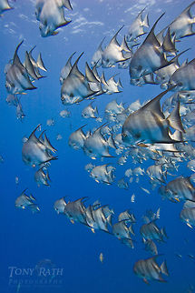 Spadefish School Spadefish school on Belize Barrier Reef, South Water Caye Marine Reserve, Belize Belize,Chaetodipterus faber,Dangriga,Paradise,Spadefish,drop off,fish schools