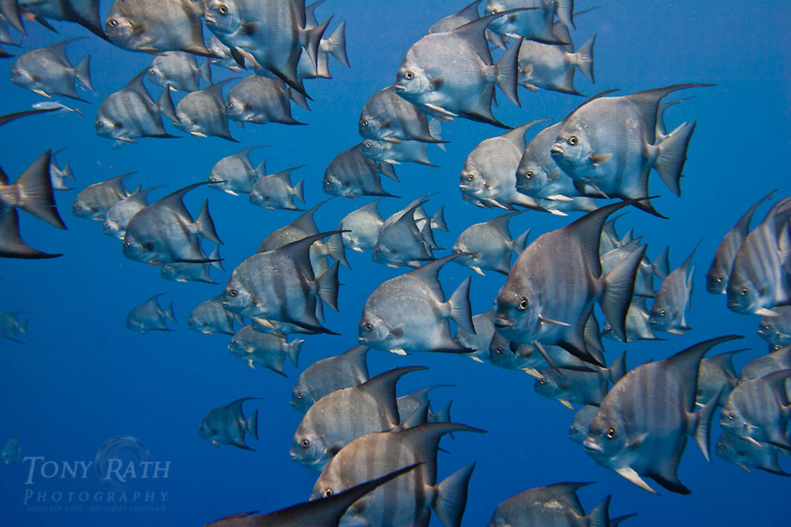 Spadefish School Spadefish school on Belize Barrier Reef, South Water Caye Marine Reserve, Belize Belize,Chaetodipterus faber,Dangriga,Spadefish,drop off,fish schools