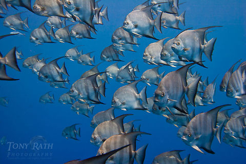 Spadefish School Spadefish school on Belize Barrier Reef, South Water Caye Marine Reserve, Belize Belize,Chaetodipterus faber,Dangriga,Spadefish,drop off,fish schools