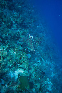 Spotted eagle ray with remoras Spotted eagle ray with remoras on Belize Barrier Reef, South Water Caye Marine Reserve, Belize Belize,Dangriga,drop off,eagle ray,remora