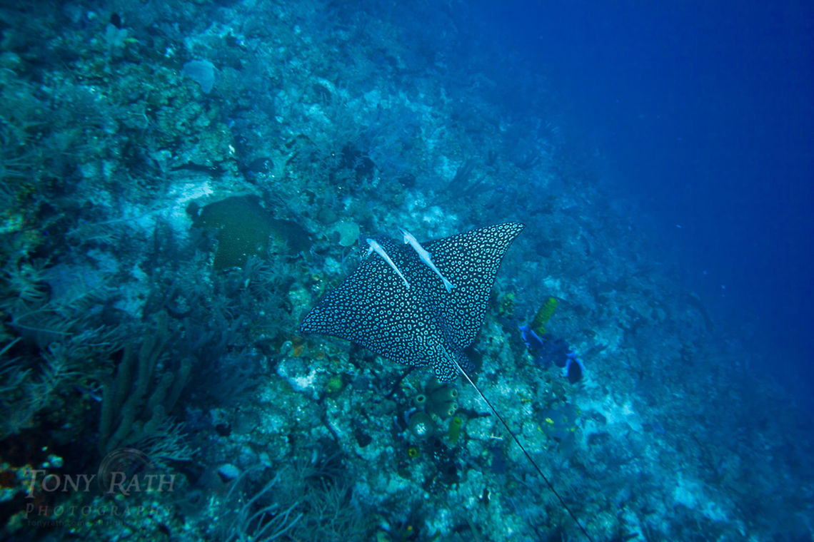 Spotted eagle ray with remoras Spotted eagle ray with remoras on Belize Barrier Reef, South Water Caye Marine Reserve, Belize Belize,Dangriga,drop off,eagle ray,fish schools,remora