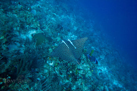 Spotted eagle ray with remoras Spotted eagle ray with remoras on Belize Barrier Reef, South Water Caye Marine Reserve, Belize Belize,Dangriga,drop off,eagle ray,fish schools,remora