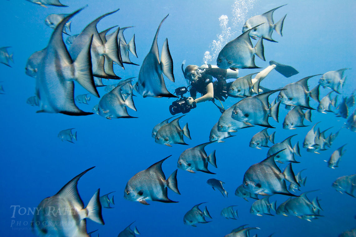 Spadefish School Spadefish school on Belize Barrier Reef, South Water Caye Marine Reserve, Belize Belize,Chaetodipterus faber,Dangriga,fish schools,underwater videography