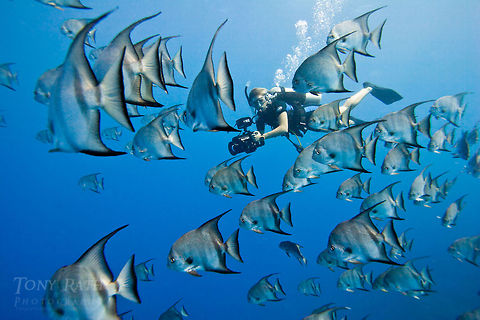 Spadefish School Spadefish school on Belize Barrier Reef, South Water Caye Marine Reserve, Belize Belize,Chaetodipterus faber,Dangriga,fish schools,underwater videography