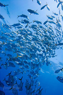 Horse Eye Jacks Horse Eye Jacks on Belize Barrier Reef, South Water Caye, Belize Belize,Caranx latus,Dangriga,Paradise,drop off,fish schools,horse-eye jack