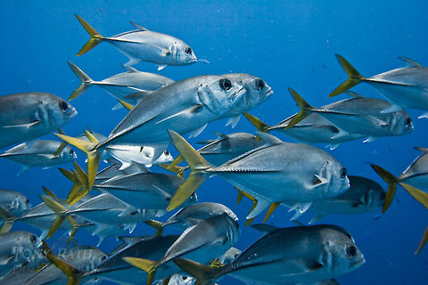 Horse Eye Jacks Horse Eye Jacks on Belize Barrier Reef, South Water Caye, Belize Belize,Caranx latus,Dangriga,Geotagged,Paradise,drop off,fish schools,horse-eye jack