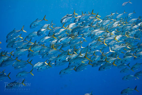 Horse Eye Jacks Horse Eye Jacks on Belize Barrier Reef, South Water Caye, Belize Belize,Caranx latus,Dangriga,Geotagged,Paradise,drop off,fish schools,horse-eye jack