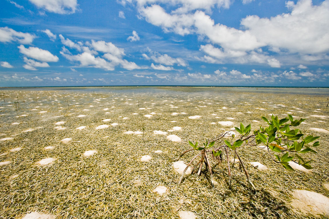 Back reef Habitat The back reef habitat off South Water Caye with sand mounds of the ghost shrimp, Callianassia sp. in the sea grass beds, South Water Caye, Belize Belize,Callianassia Shrimp,Dangriga,Ghost Shrimp,Landscapes,Seagrass,South Water Caye,back reef,sand mounds