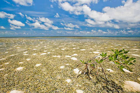 Back reef Habitat The back reef habitat off South Water Caye with sand mounds of the ghost shrimp, Callianassia sp. in the sea grass beds, South Water Caye, Belize Belize,Callianassia Shrimp,Dangriga,Ghost Shrimp,Landscapes,Seagrass,South Water Caye,back reef,sand mounds